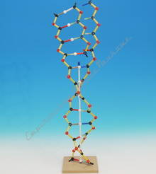 Model DNA - RNA