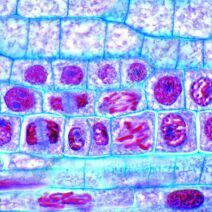 Komórka, metabolizm, cytologia - zestawy preparatów mikroskopowych