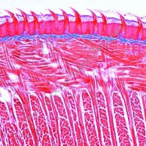 Histologia - zestawy preparatów mikroskopowych