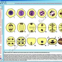 Cytologia, Embriologia