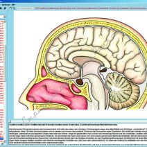 Anatomia, Histologia