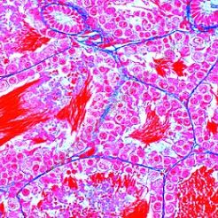 Komórka zwierzęca - zestaw 12 preparatów GWARANCJA NAJNIŻSZEJ CENY