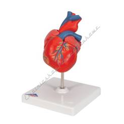 Serce, model serca 2-częściowy G08