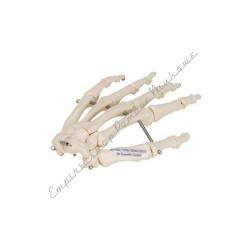 Szkielet dłoni człowieka A40