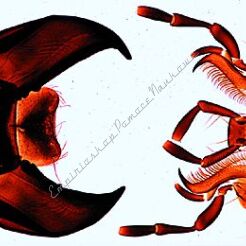 Chrabąszcz - zestaw 9 preparatów GWARANCJA NAJNIŻSZEJ CENY