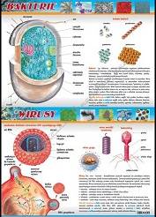 Mikrobiologia - komplet 8 plansz (70cm x 100cm)