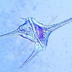 Bezkręgowce - uzupełniający zestaw 50 preparatów GWARANCJA NAJNIŻSZEJ CENY