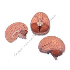 Mózg, model mózgu 4 - częściowy C16