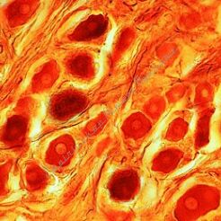 Histologia człowieka - zestaw 40 preparatów GWARANCJA NAJNIŻSZEJ CENY