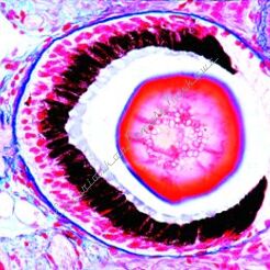 Ślimak - zestaw 12 preparatów GWARANCJA NAJNIŻSZEJ CENY