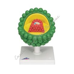 Model wirusa HIV