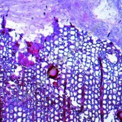 Rolnictwo i leśnictwo, cz. II - bakterie i pasożyty (22 preparaty) GWARANCJA NAJNIŻSZEJ CENY