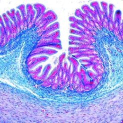 Histologia  kręgowców z wyjątkiem ssaków - zestaw 25 preparatów GWARANCJA NAJNIŻSZEJ CENY