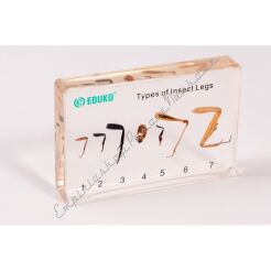 Przystosowanie odnóży owadów do trybu życia