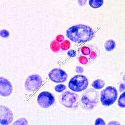 Mąka i skrobia, zanieczyszczenia oraz dodatki - zestaw 25 preparatów GWARANCJA NAJNIŻSZEJ CENY