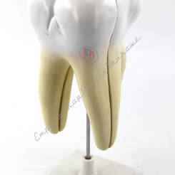 Model przekroju zęba trzonowego - ząb zdrowy