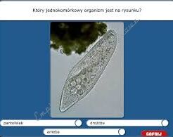 Program multimedialny CD "Rośliny i zwierzęta" - Biologia 2