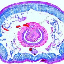 Dżdżownica - zestaw 12 preparatów GWARANCJA NAJNIŻSZEJ CENY