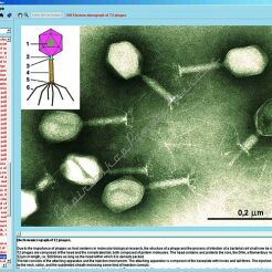 Cytologia i biologia molekularna - CD-ROM ze zdjęciami preparatów mikroskopowych