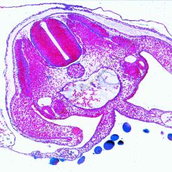 Embriologia kury domowej - zestaw 10 preparatów GWARANCJA NAJNIŻSZEJ CENY