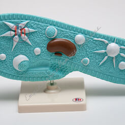 Model Pantofelka - pantofelek