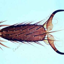 Mucha domowa - zestaw 7 preparatów GWARANCJA NAJNIŻSZEJ CENY