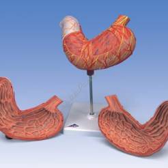 Żołądek, model żołądka 2-częściowy K15