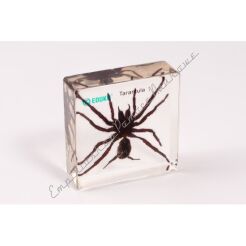Tarantula
