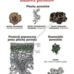 Botanika dla szkoły podstawowej, część I - komplet 20 plansz