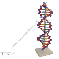 DNA- model 3D