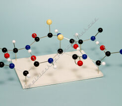 Model białka na podstawie