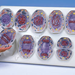 Podział komórki - Mitoza, zestaw 9 modeli na podstawie R01
