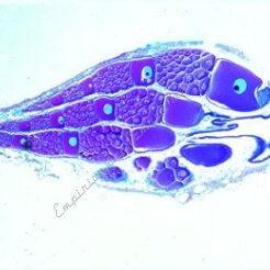 Owady - podstawowy zestaw 40 preparatów GWARANCJA NAJNIŻSZEJ CENY