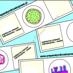 Euglena zielona (Euglena viridis), pospolity zielony wiciowiec z plamką oczną i flagellum (wicią), c.o.