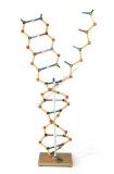 Model DNA, RNA - wysokość 50cm