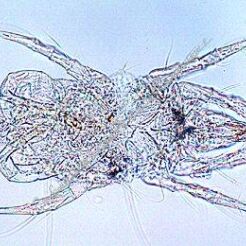 Rolnictwo i leśnictwo, cz. III - szkodniki zwierzęce, życie w glebie (24 preparaty) GWARANCJA NAJNIŻSZEJ CENY