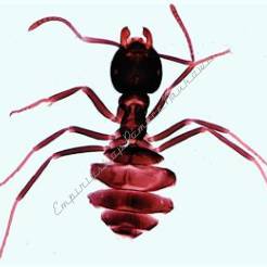 Owady: Hymenoptera, Coleoptera - zestaw 15 preparatów GWARANCJA NAJNIŻSZEJ CENY