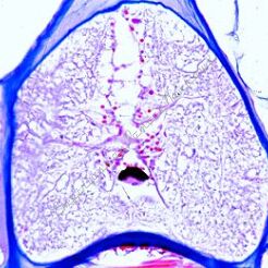 Bezczaszkowce - zestaw 10 preparatów GWARANCJA NAJNIŻSZEJ CENY
