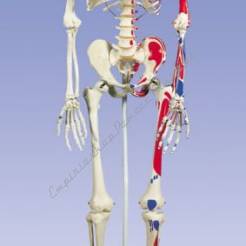 Szkielet człowieka z oznaczeniami zaczepów miśni, skala 1:1 A11