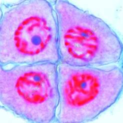 Rozwój mikroskopowy komórek macierzystych lilii - zestaw 12 preparatów 