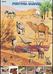 Zwierzęta świata - komplet 10 plansz (70cm x 100cm)