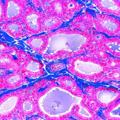 Świat kręgowców. Histologia zwierząt domowych część III. 10 preparatów mikroskopowych w pudełku.