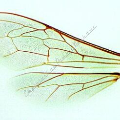 Pszczoła miodna - zestaw 18 preparatów GWARANCJA NAJNIŻSZEJ CENY