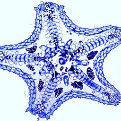 Szkarłupnie, mszywioły i ramienionogi - zestaw 10 preparatów GWARANCJA NAJNIŻSZEJ CENY