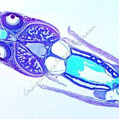 Mięczaki - zestaw 15 preparatów GWARANCJA NAJNIŻSZEJ CENY