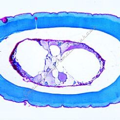 Rak rzeczny - zestaw 12 preparatów GWARANCJA NAJNIŻSZEJ CENY