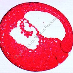 Embriologia żaby - zestaw 10 preparatów GWARANCJA NAJNIŻSZEJ CENY