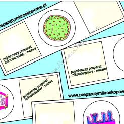 Komórki kubkowe w p.s. okrężnicy, zabarwione mucikarminem