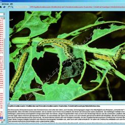CD-ROM. Szkodniki i kontrola - CD-ROM ze zdjęciami preparatów mikroskopowych