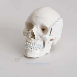 Model czaszki - czaszka człowieka